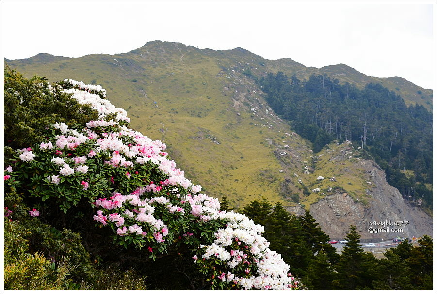 石門山玉山杜鵑 (28).JPG