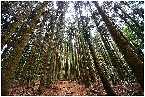 長壽山大棟山 (10).JPG