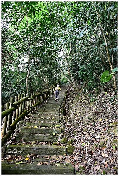 新美香樟林步道 (6).JPG