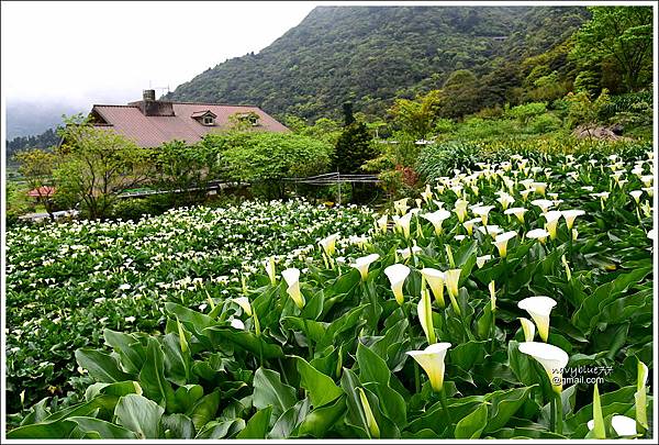 竹子湖海芋 (9).JPG