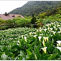 竹子湖海芋 (9).JPG