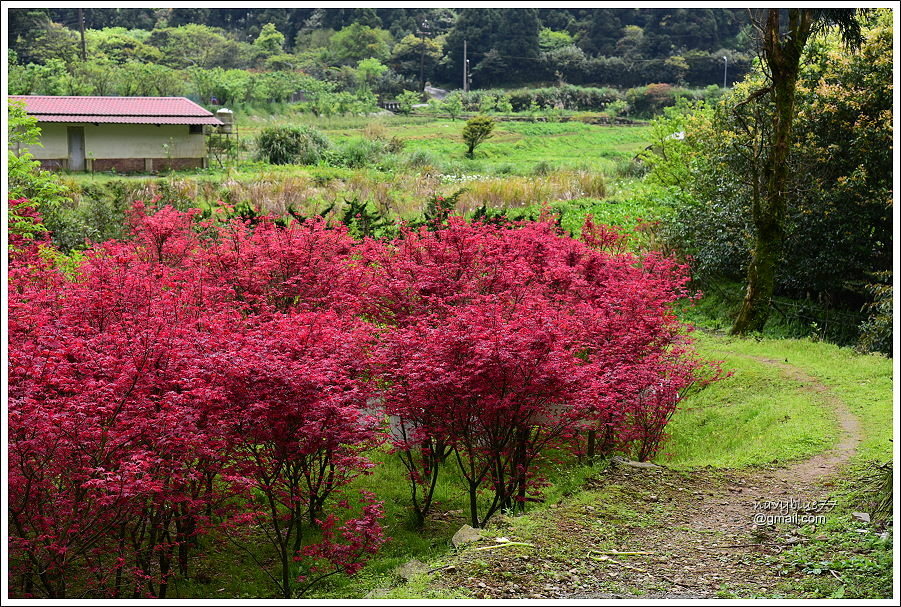 竹子湖海芋 (15).JPG