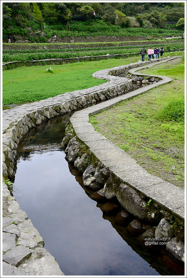 竹子湖海芋 (23).JPG