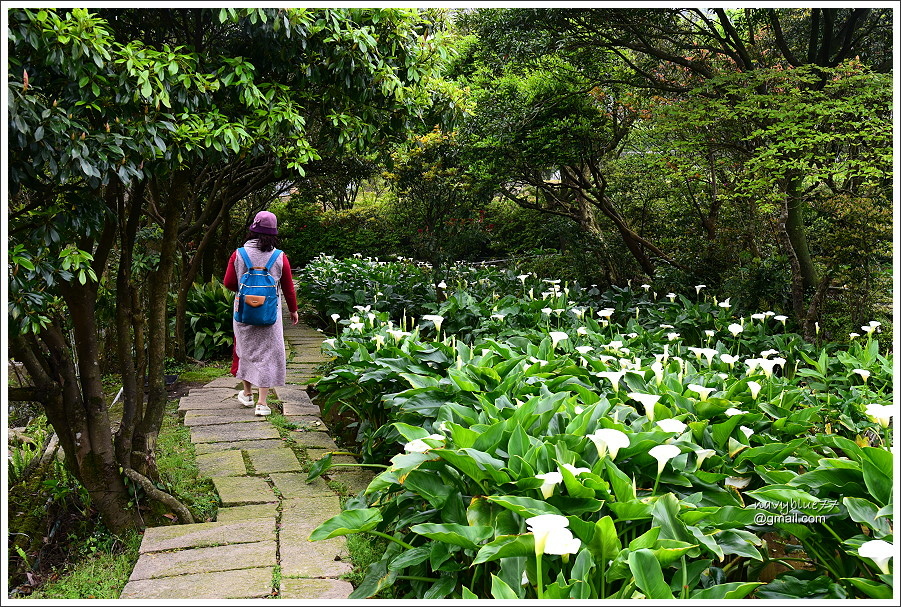 竹子湖海芋 (33).JPG