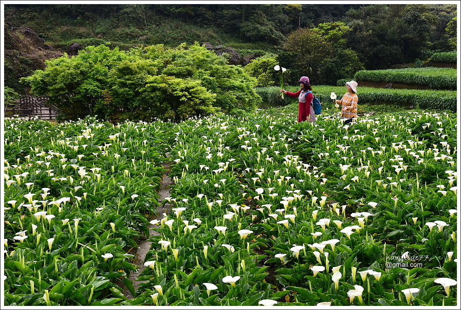 竹子湖海芋 (38).JPG