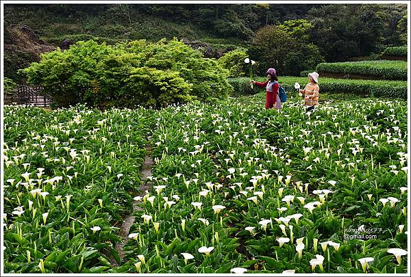 竹子湖海芋 (38).JPG