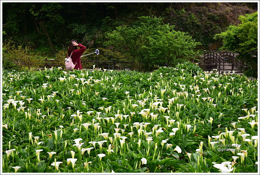 竹子湖海芋 (40).JPG