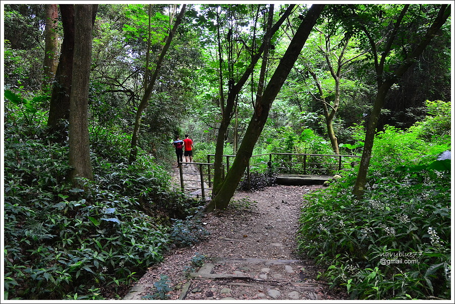 中央嶺十八彎古道 (19).JPG