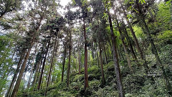 頂石棹-大凍山 (9).jpg