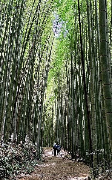 頂石棹-大凍山 (15).jpg