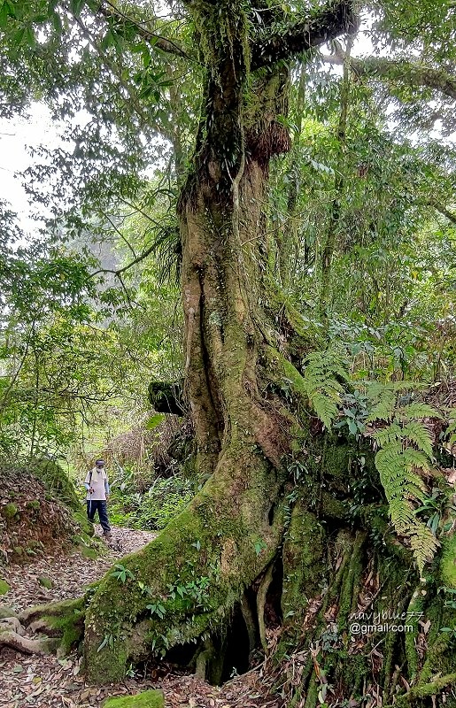 頂石棹-大凍山 (28).jpg