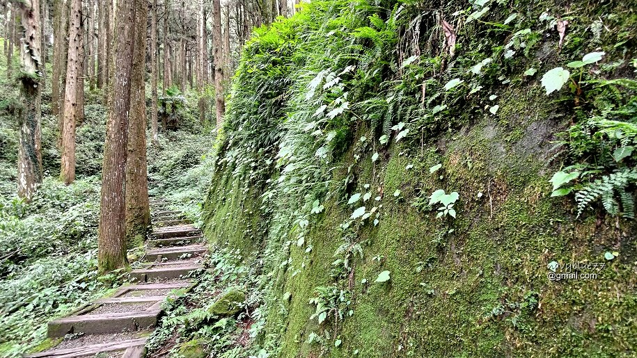 頂石棹-大凍山 (24).jpg