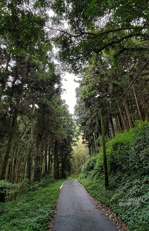 頂石棹-大凍山 (46).jpg