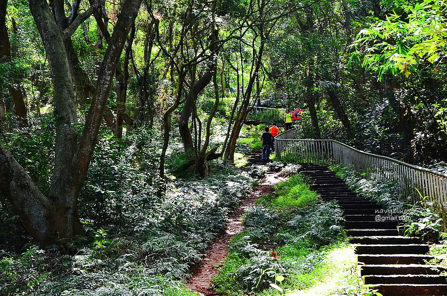 登廟茶香赤水田中森林步道 (28).JPG