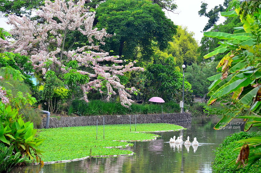 大埤三秀園 (12).JPG