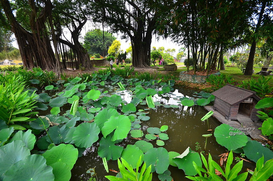 大埤三秀園 (16).JPG