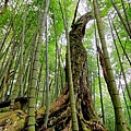 嘉南雲峰石壁山 (5).jpg