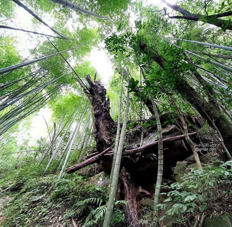 嘉南雲峰石壁山 (8).jpg