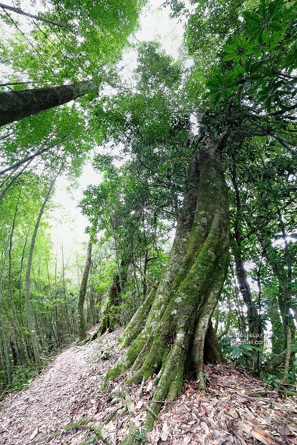 嘉南雲峰石壁山 (9).jpg