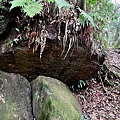 嘉南雲峰石壁山 (18).jpg