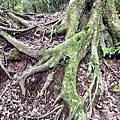 嘉南雲峰石壁山 (19).jpg