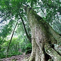 嘉南雲峰石壁山 (25).jpg