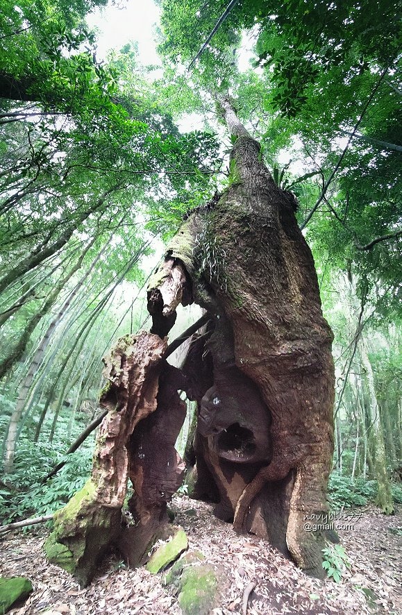 嘉南雲峰石壁山 (27).jpg