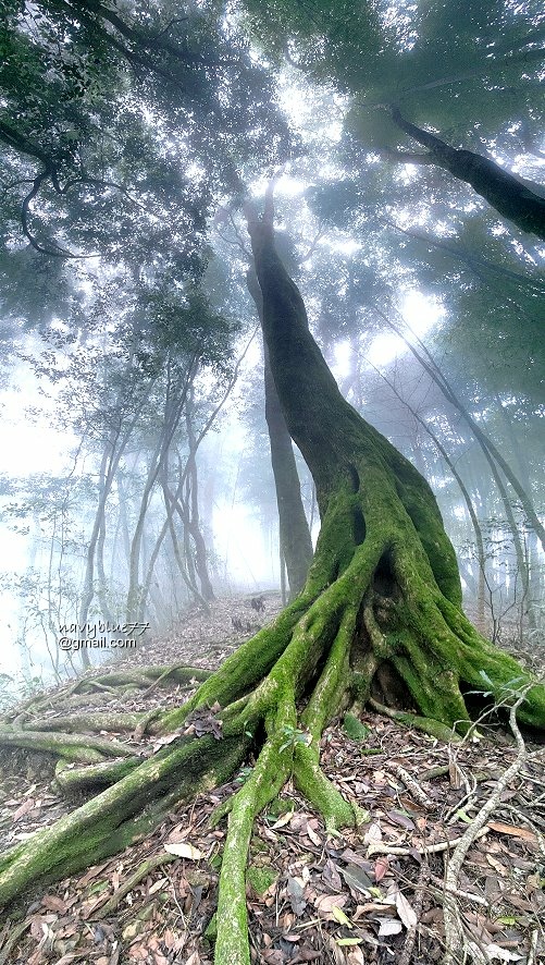 嘉南雲峰石壁山 (33).jpg