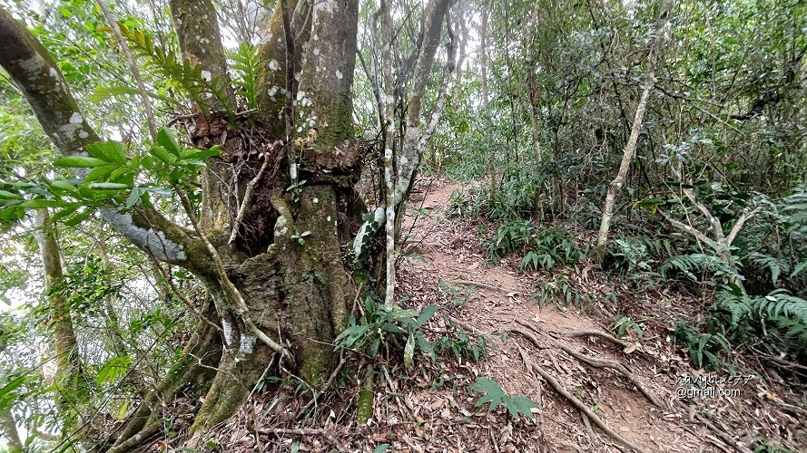 阿拔泉-大巃頂-獨立山O形 (16).jpg