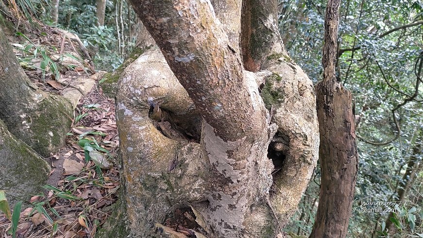 卓蘭大克山 (8).jpg