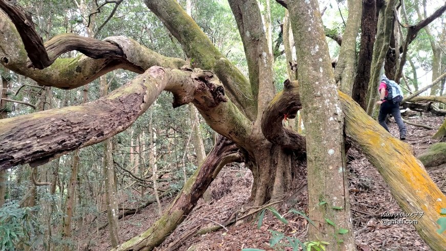 卓蘭大克山 (24).jpg