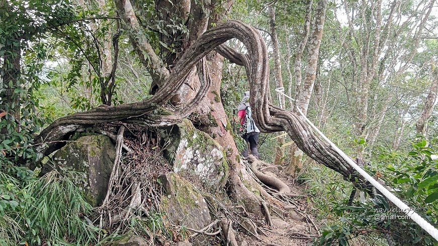 卓蘭大克山 (43).jpg