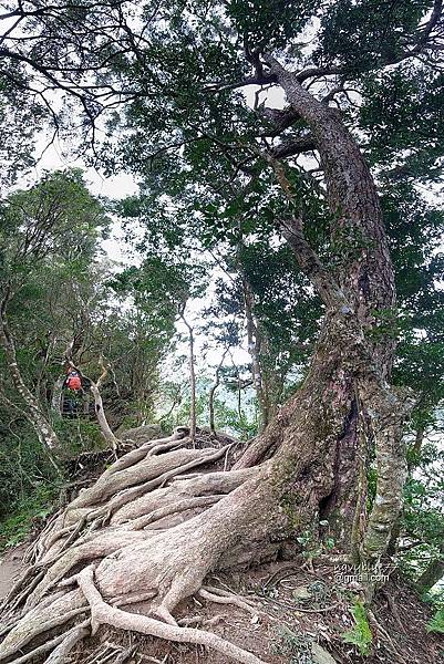 北得拉曼內鳥嘴山 (19).jpg