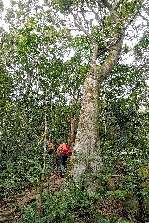 北得拉曼內鳥嘴山 (28).jpg