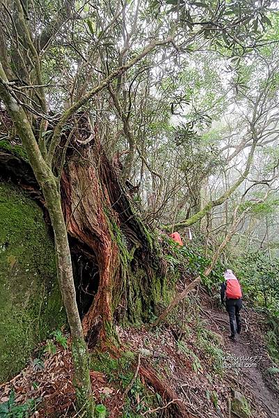 北得拉曼內鳥嘴山 (32).jpg