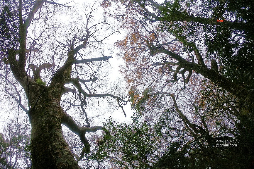 北得拉曼內鳥嘴山 (45).JPG