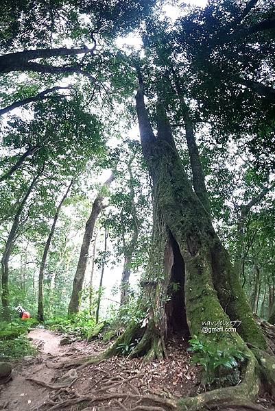 北得拉曼內鳥嘴山 (51).jpg