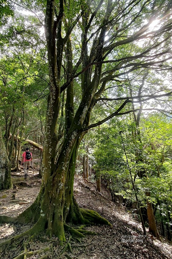 沙蓮山橫嶺山 (11).jpg