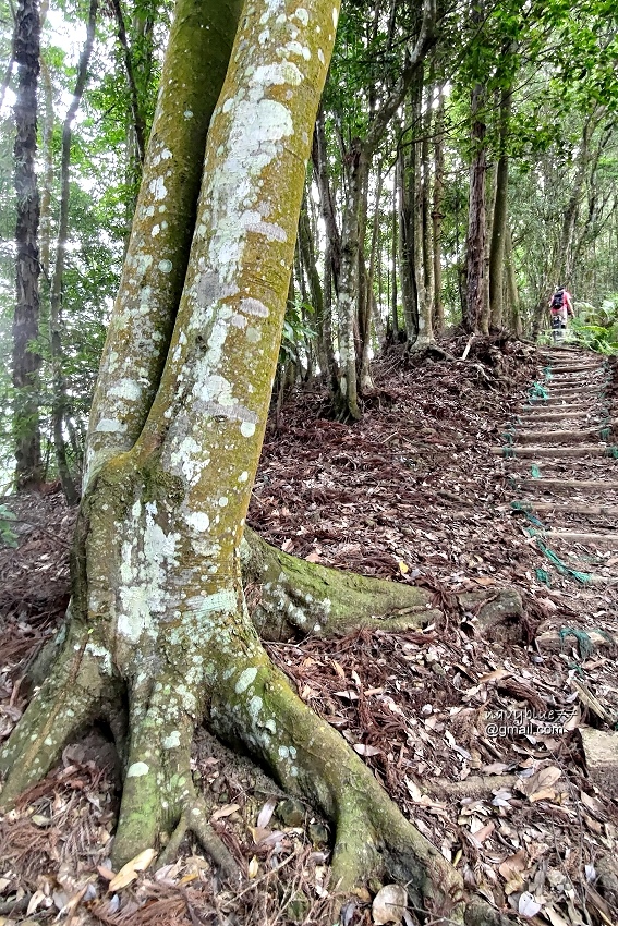 沙蓮山橫嶺山 (16).jpg