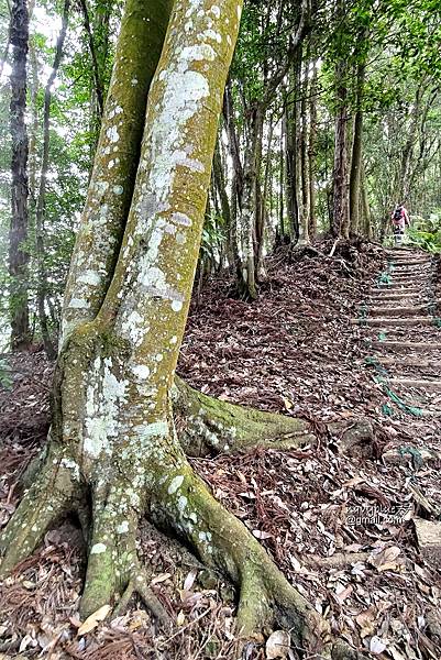 沙蓮山橫嶺山 (16).jpg