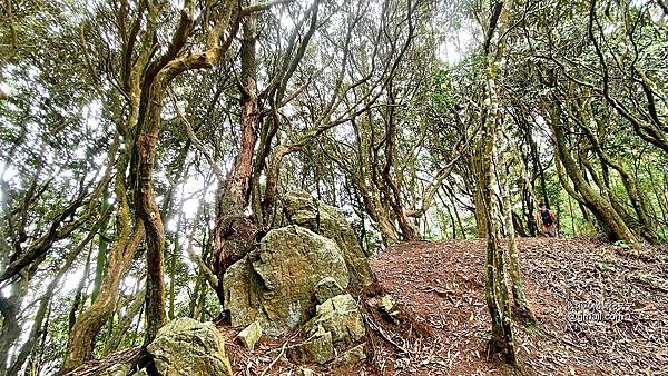 沙蓮山橫嶺山 (36).jpg