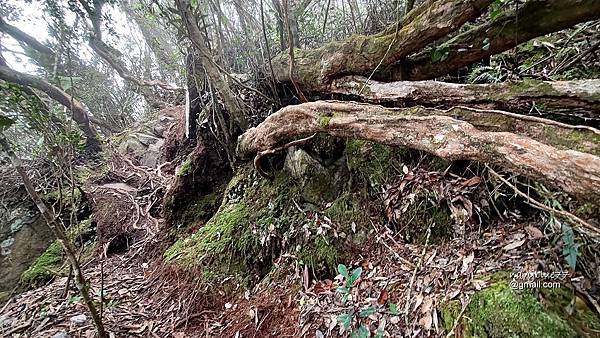 沙蓮山橫嶺山 (47).jpg