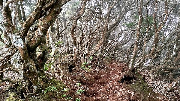 沙蓮山橫嶺山 (48).jpg