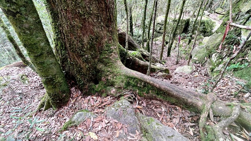 沙蓮山橫嶺山 (76).jpg