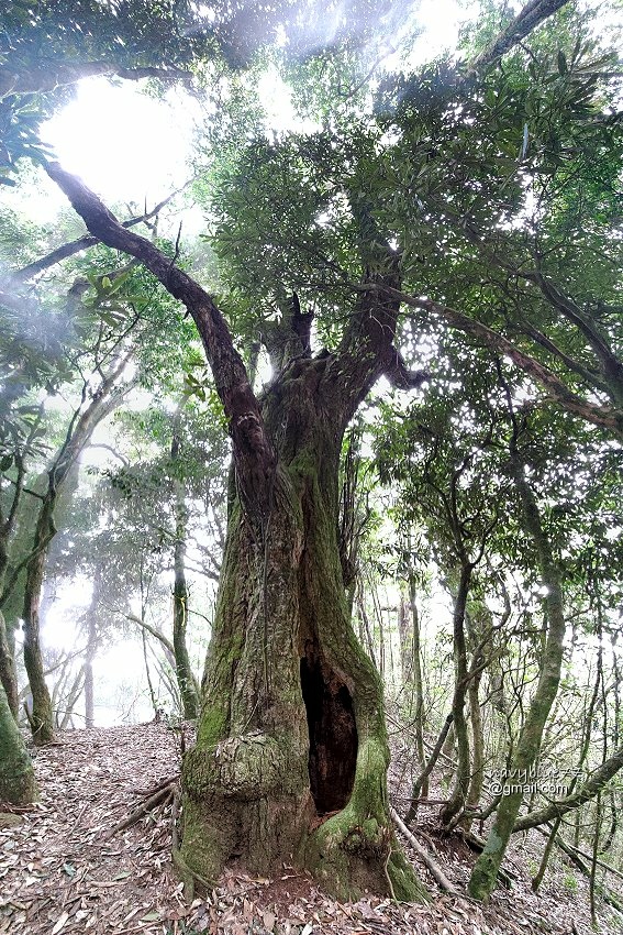 沙蓮山橫嶺山 (79).jpg