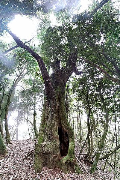 沙蓮山橫嶺山 (79).jpg