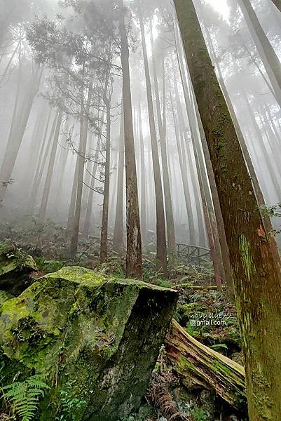 沙蓮山橫嶺山 (90).jpg