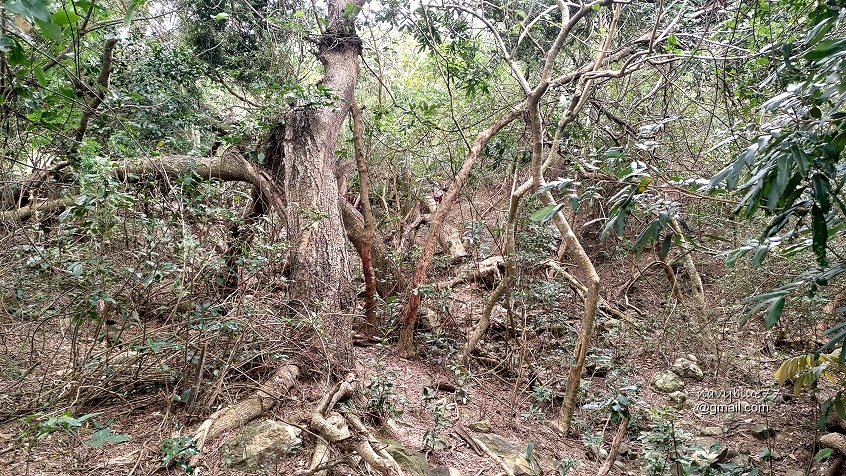 巨榕石厝-小尖石山 (2).jpg