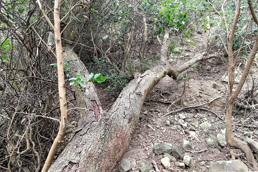 巨榕石厝-小尖石山 (3).jpg