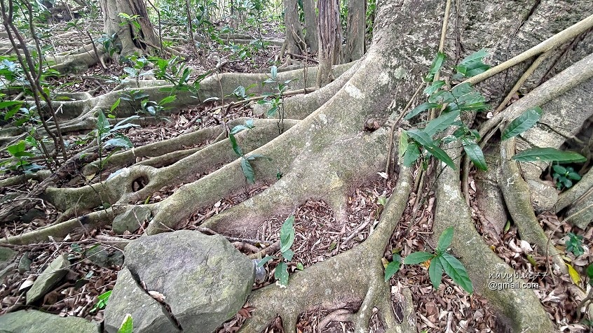 巨榕石厝-小尖石山 (12).jpg